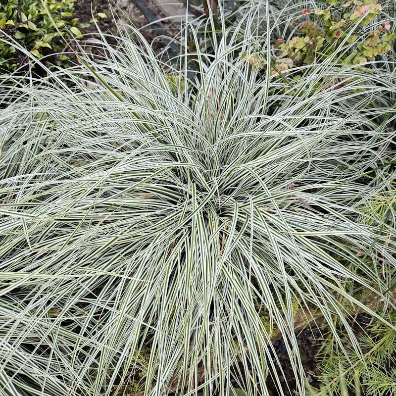 Carex oshimensis 'Everest' - white and green variegated foliage