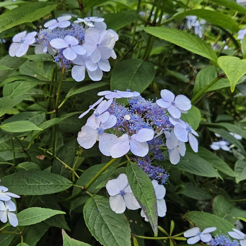 Hydrangea 'Blue Deckle' - summer flowers