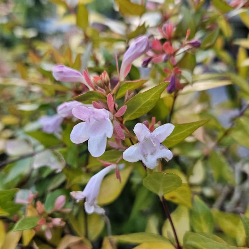 Abelia x grandiflora 'Francis Mason' - summer flowers
