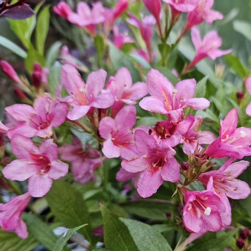 Weigela 'Picobella Rosa' - flowers in Summer
