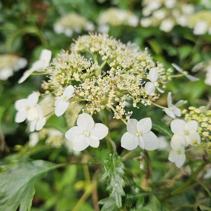 Hydrangea arborescens 'Emerald Lace' - flowers in Summer