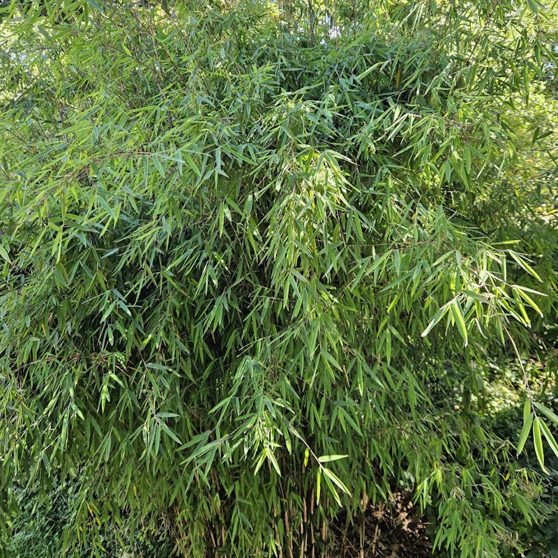 Fargesia 'Obelisk' - established plant after heavy rain