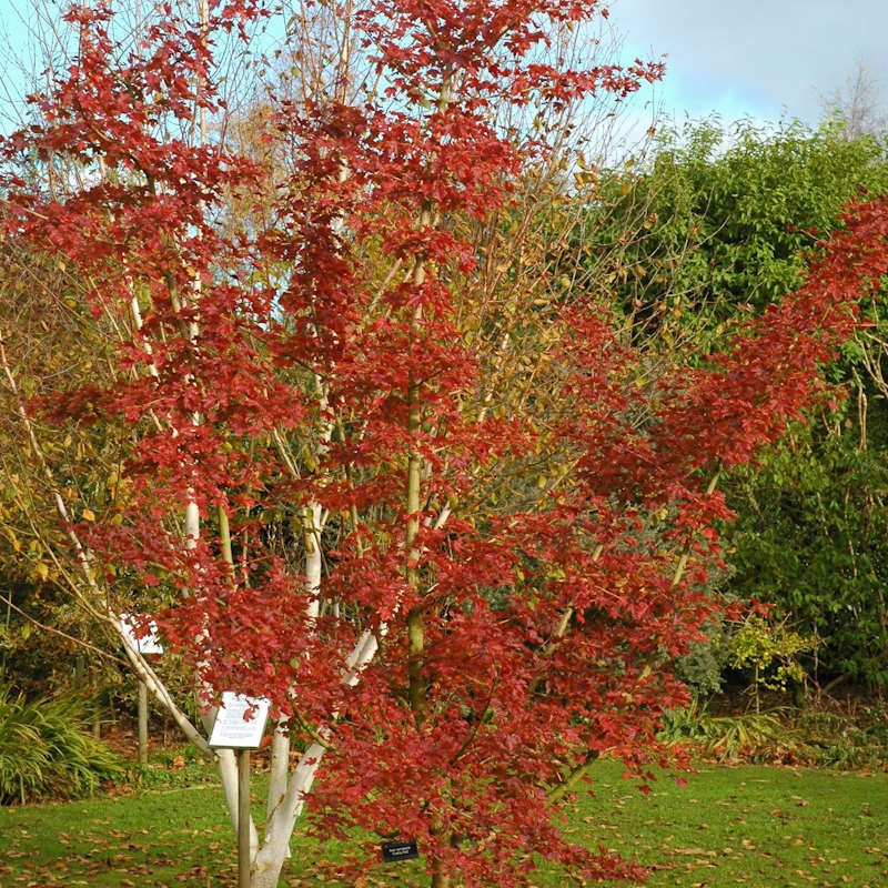 Acer campestre 'Evenley Red' - autumn colour