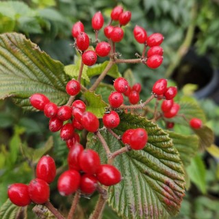 Viburnum dilatatum 'Sealing Wax' - bright red fruit in early autumn