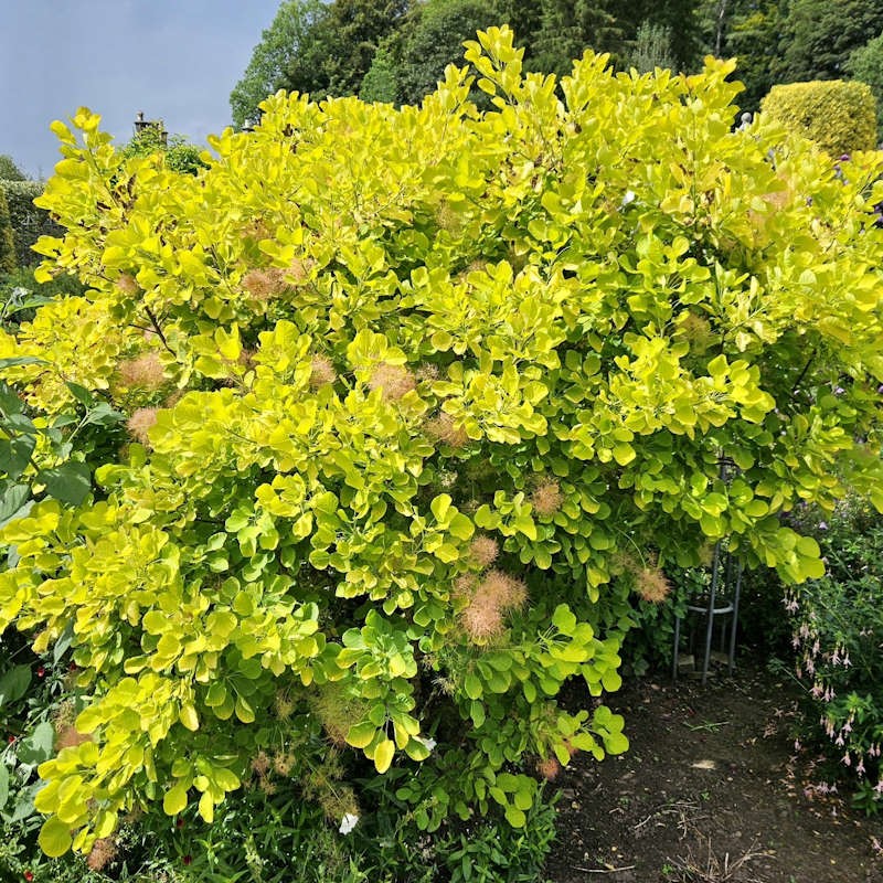 Cotinus coggygria 'Golden Spirit' - established plant in summer
