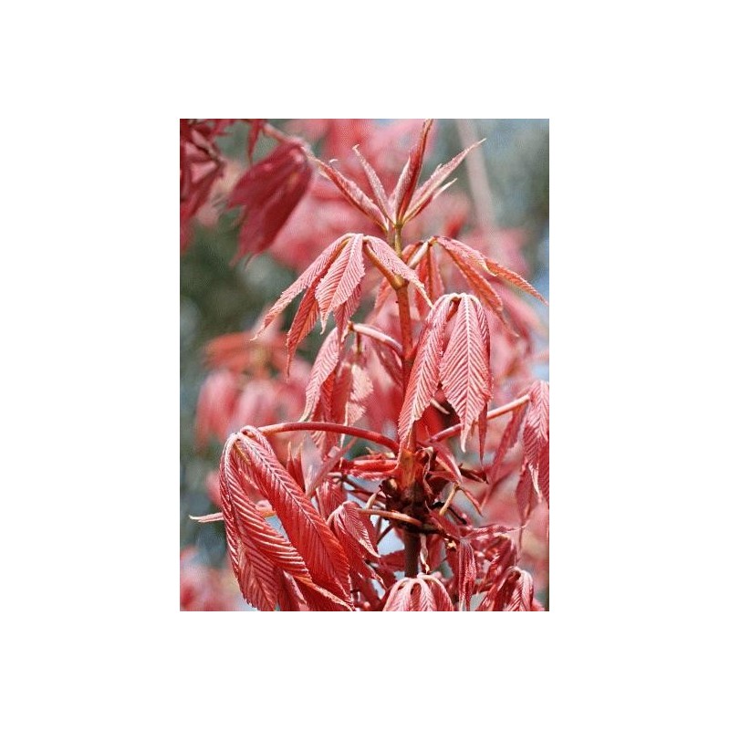 Aesculus x neglecta 'Erythroblastos'