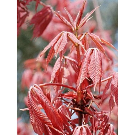 Aesculus x neglecta 'Erythroblastos'
