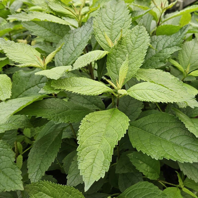 Eupatorium maculatum 'Phantom' - young leaves in early summer
