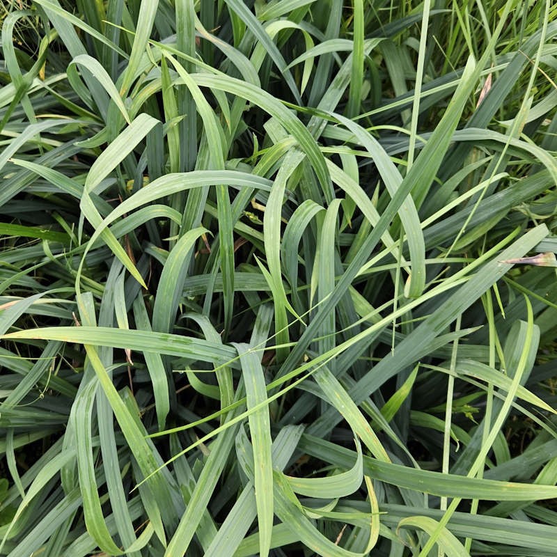 Carex flacca 'Blue Zinger' - blue green leaves