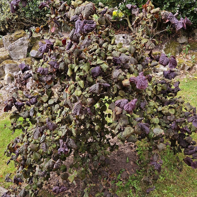 Corylus avellana 'Red Majestic' - established plant in late summer