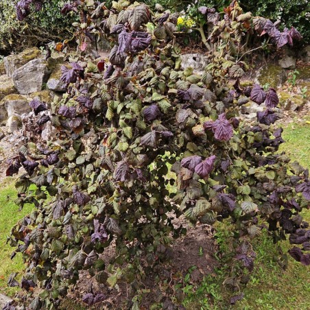 Corylus avellana 'Red Majestic' - established plant in late summer Corylus avellana 'Red Majestic' - established plant in late summer