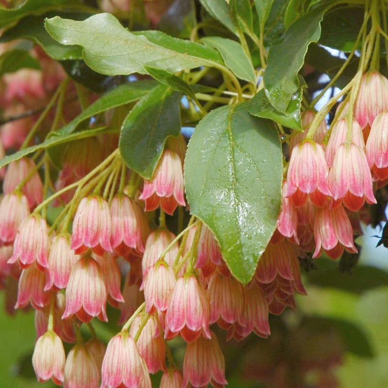 Enkianthus campanulatus 'Pagoda' - early summer flowers