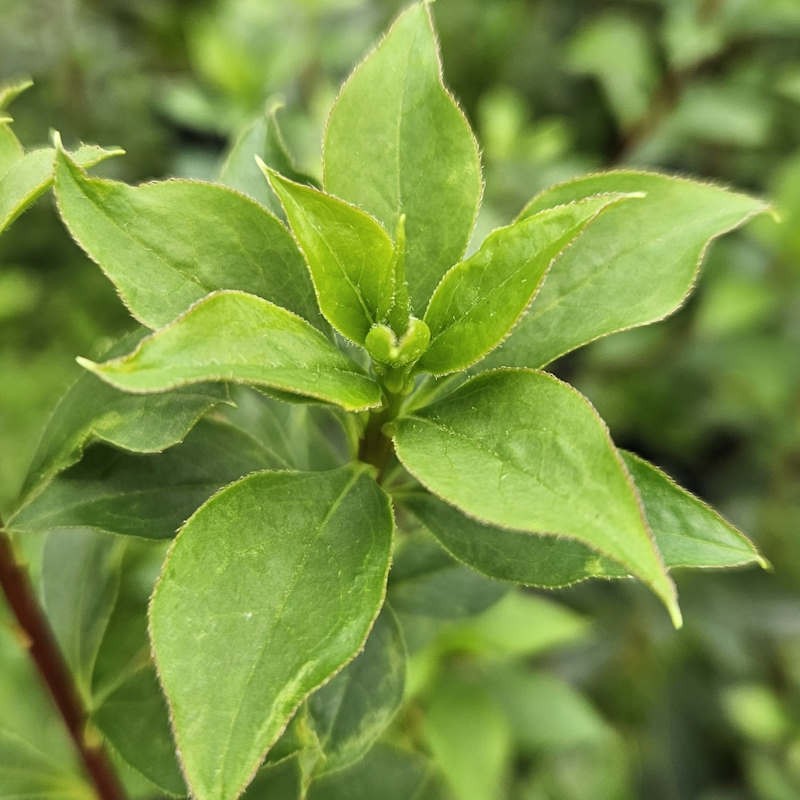 Enkianthus campanulatus - summer leaves