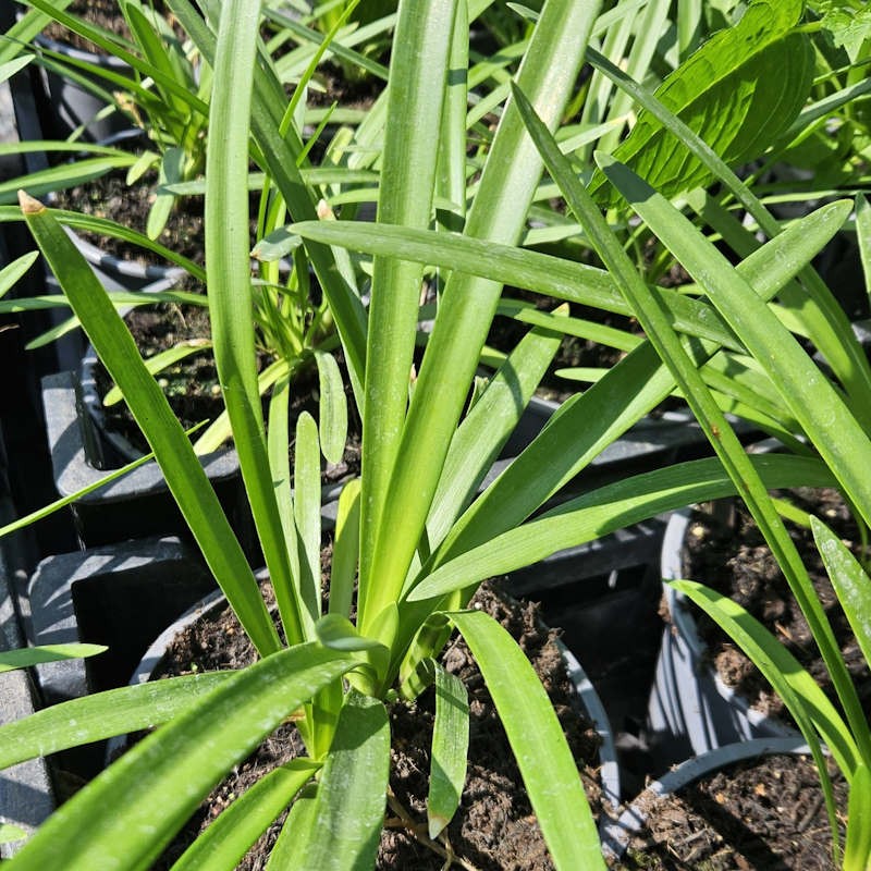 Agapanthus 'Fireworks' - young leaves in early summer