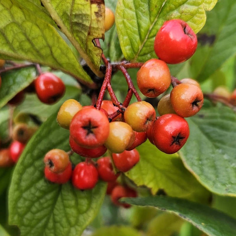 Cotoneaster ogisui - colourful berries in early autumn