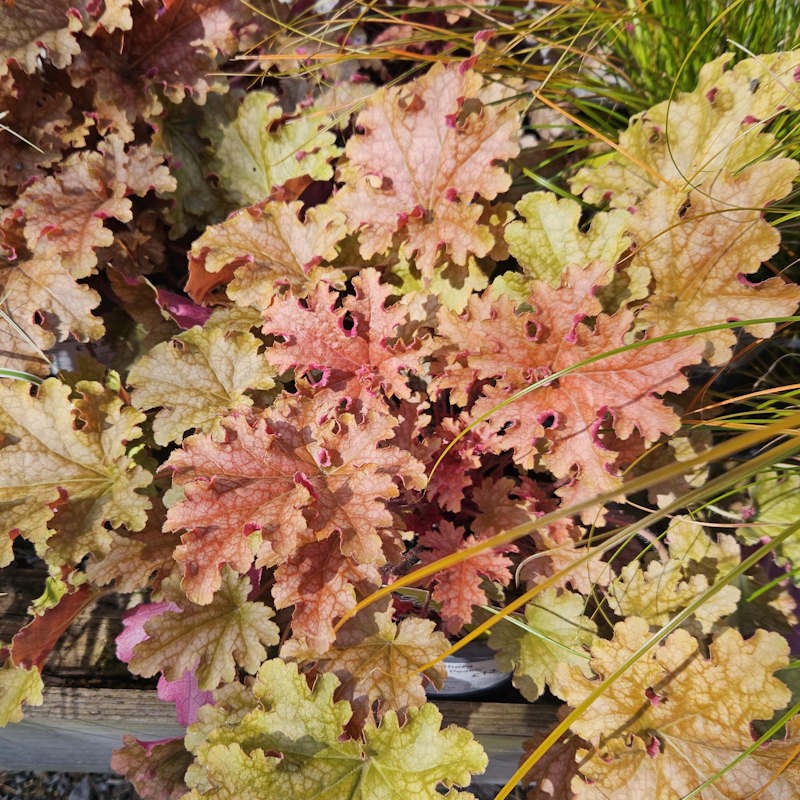 Heuchera 'Ginger Peach' - leaves in late summer