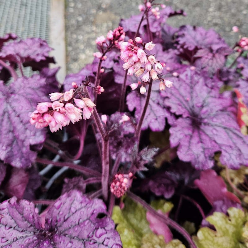 Heuchera 'Forever Purple' - flowers in summer