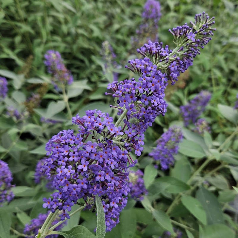 Buddleja 'Lochinch' - summer flowers