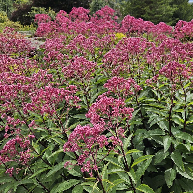 Eupatorium purpureum - flowers in late summer