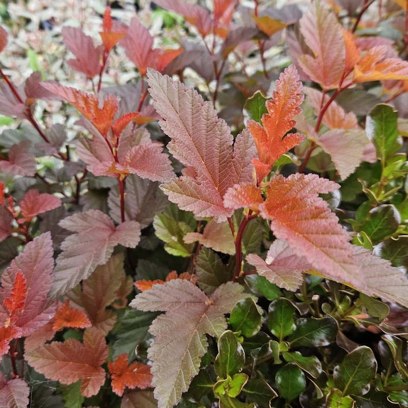 Physocarpus opulifolius 'Little Angel' - vibrant leaves in early Summer