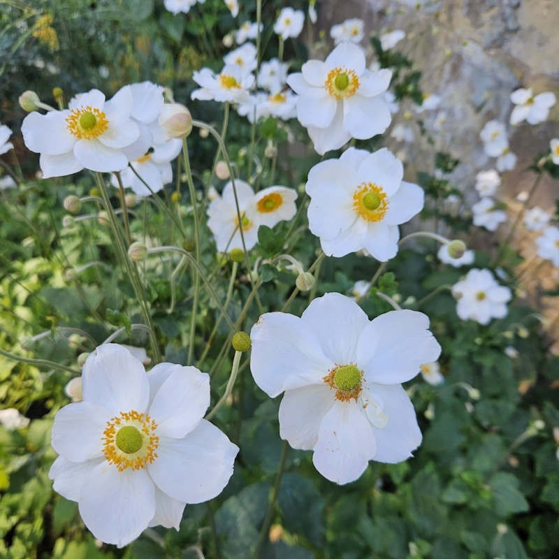Anemone x hybrida 'Honorine Jobert' - flowers in Summer