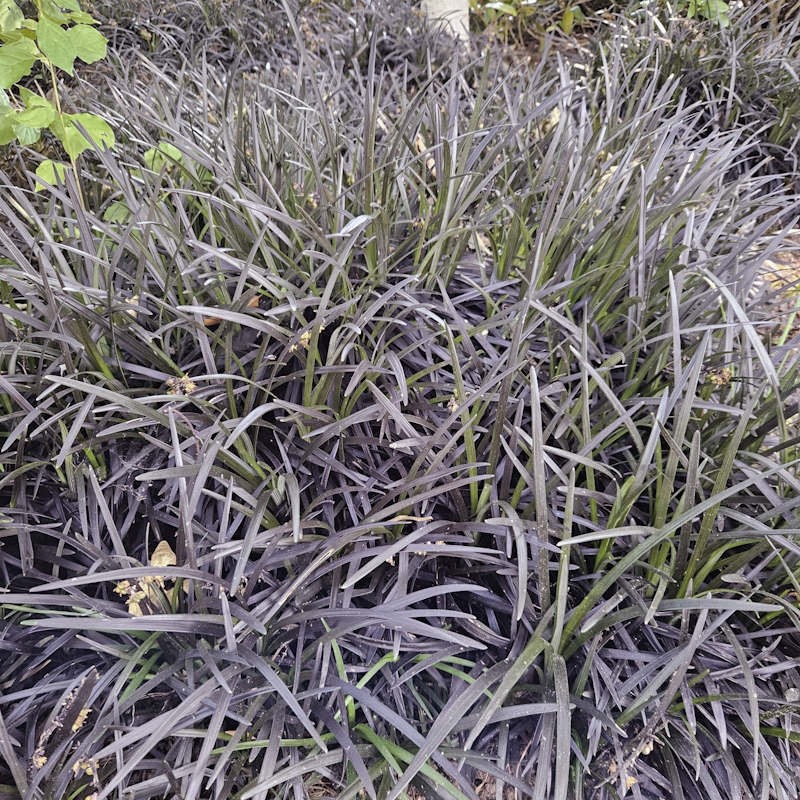 Ophiopogon planiscapus 'Black Beard' - group of plants