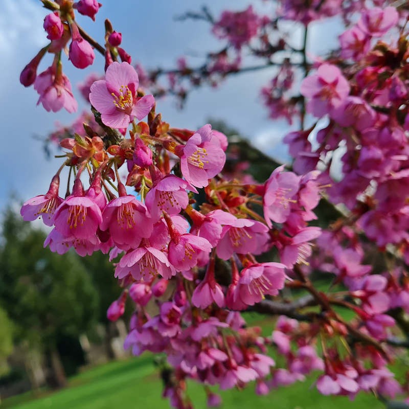Prunus 'Kursar' - close up of Spring flowers