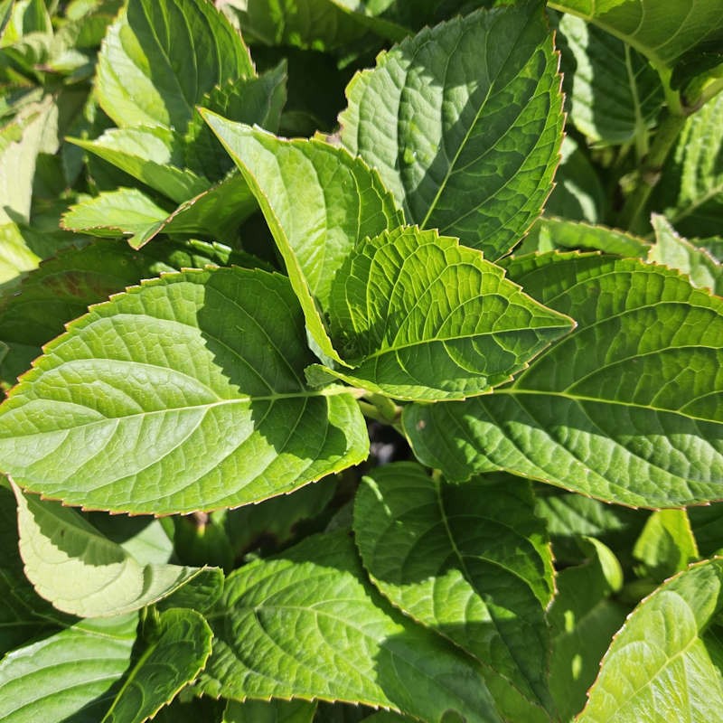 Hydrangea macrophylla 'Garden Baudirector Kuhnert' - green spring leaves