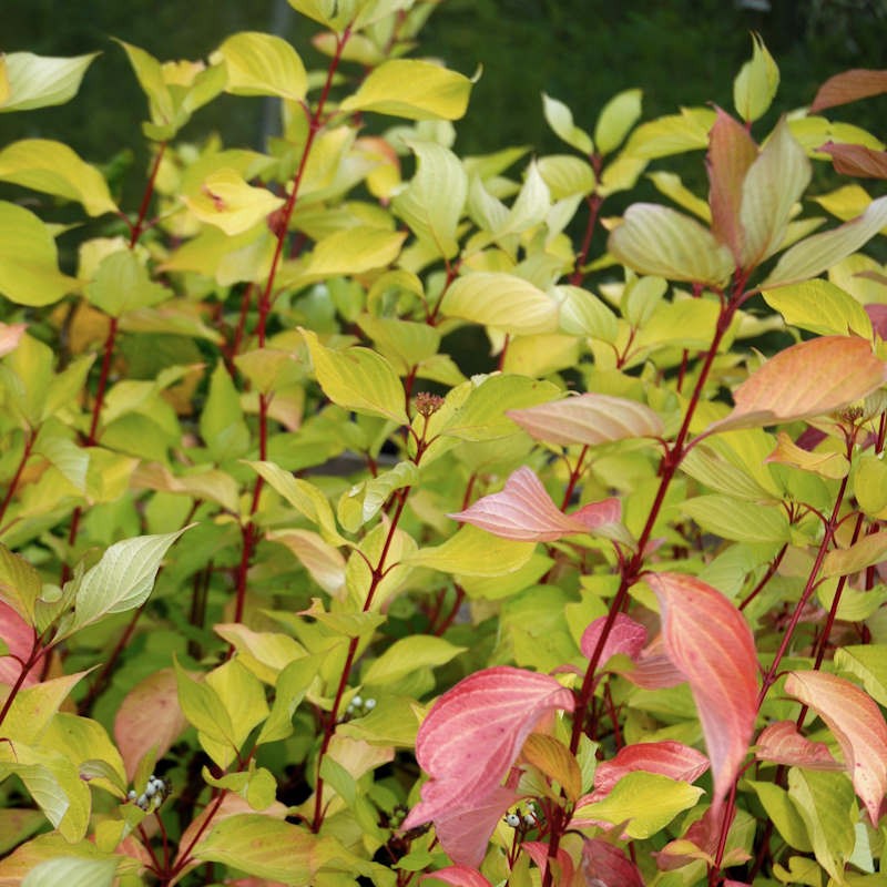 Cornus alba 'Aurea' - golden-yellow leaves turning red in autumn