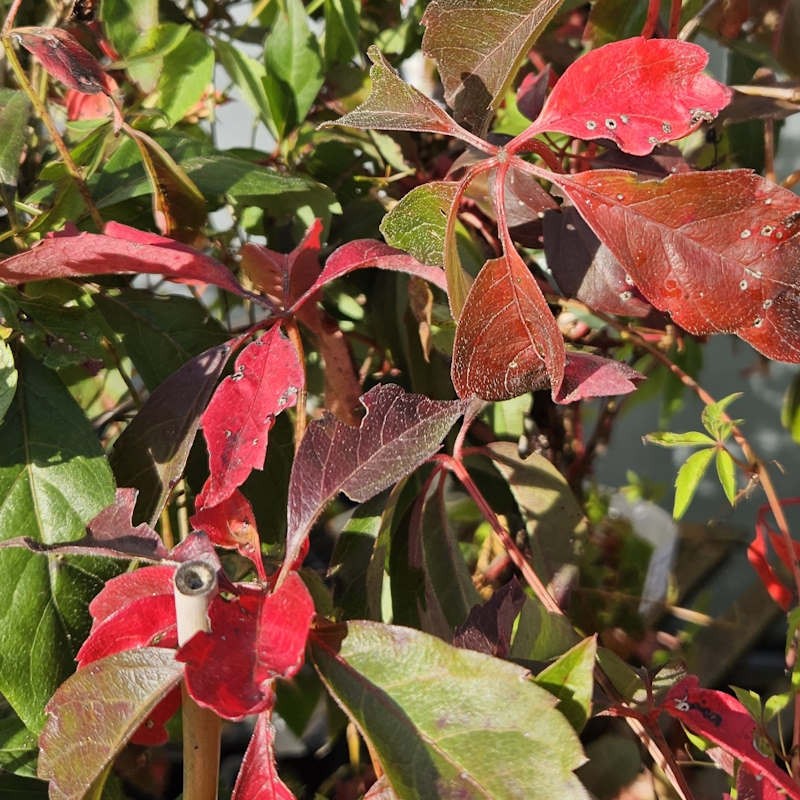 Parthenocissus quinquefolia 'Engelmannii' - autumn colour