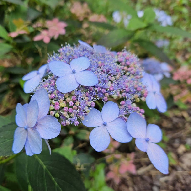 Hydrangea serrata 'Tiara' - flowers in late summer