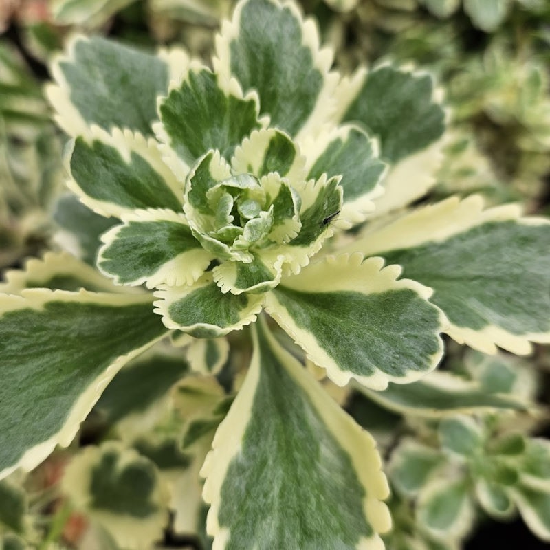 Sedum takesimense 'Atlantis' - variegated leaves in late summer