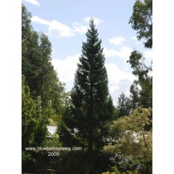 Sequoiadendron giganteum 'Glaucum'