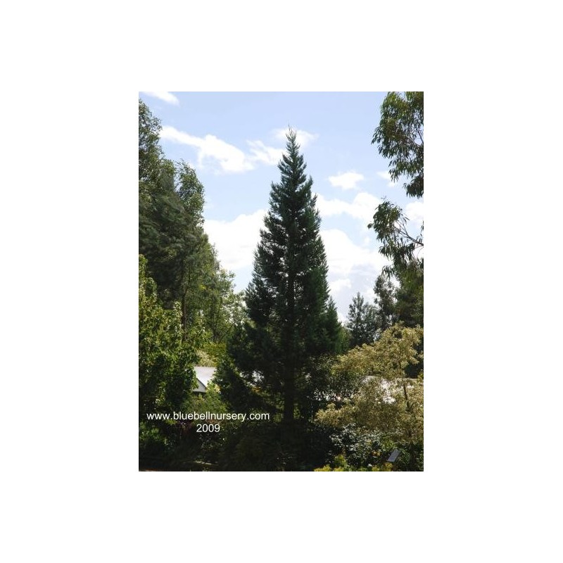 Sequoiadendron giganteum 'Glaucum'