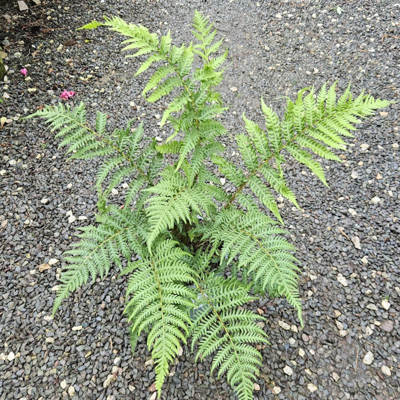 Cyathea cooperi - large leaves in late summer on a young plant