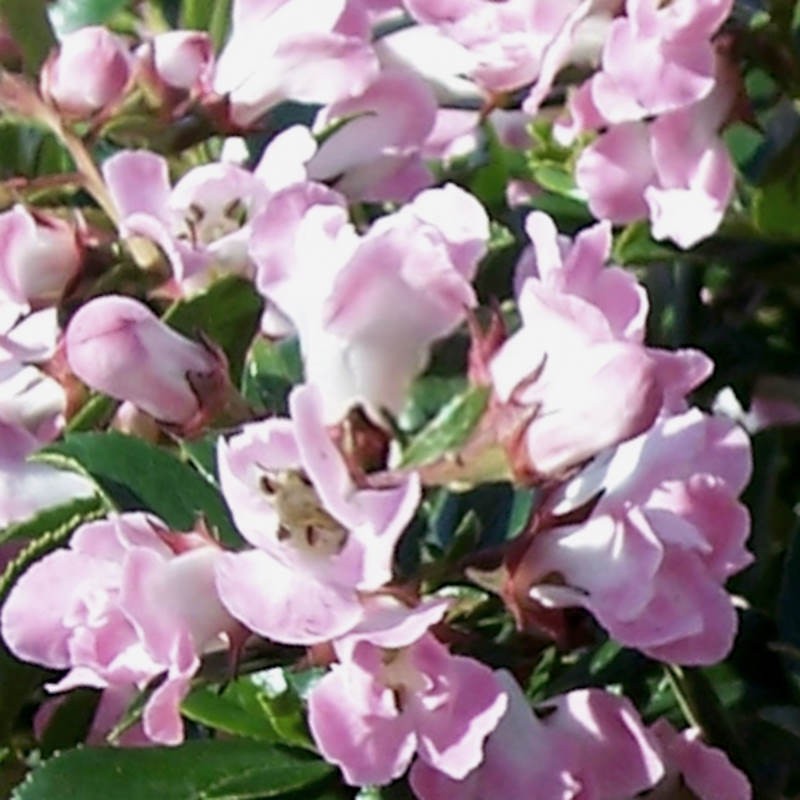 Escallonia 'Apple Blossom' - flowers