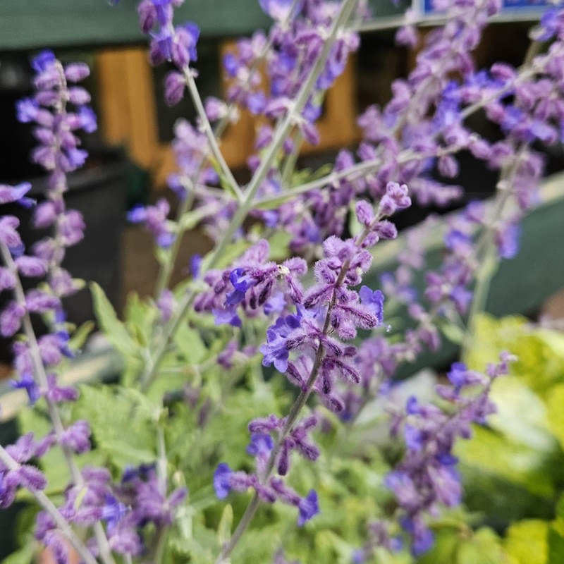 Perovskia 'Little Spire' - summer flowers