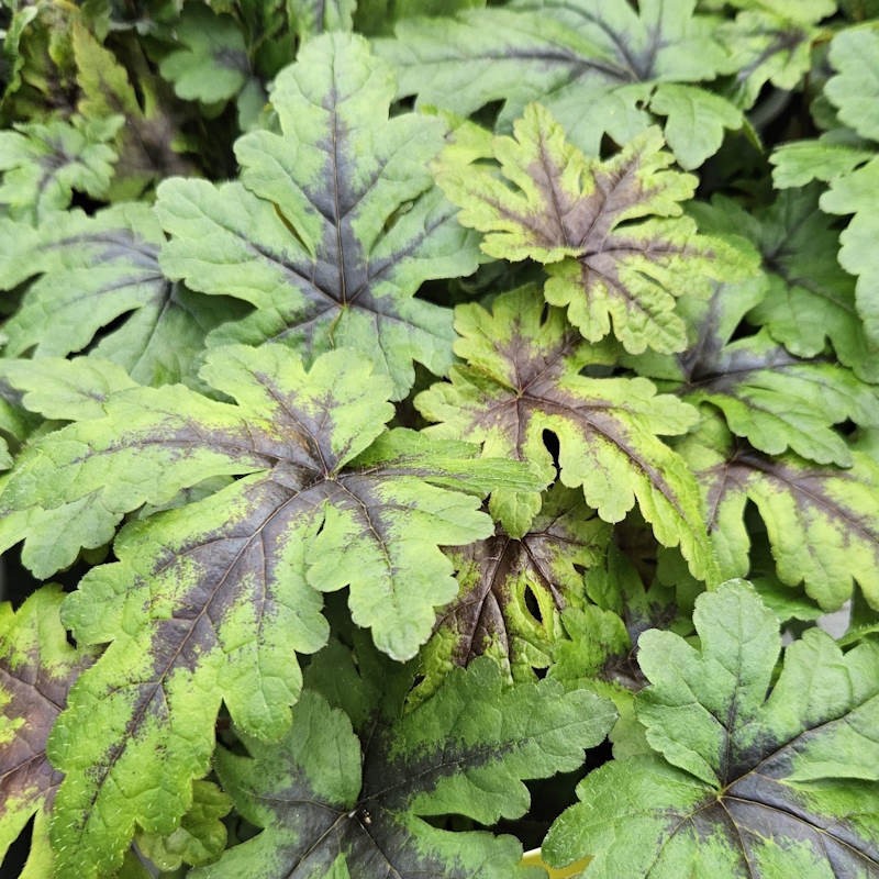 Tiarella 'Sugar and Spice' - handsome summer leaves