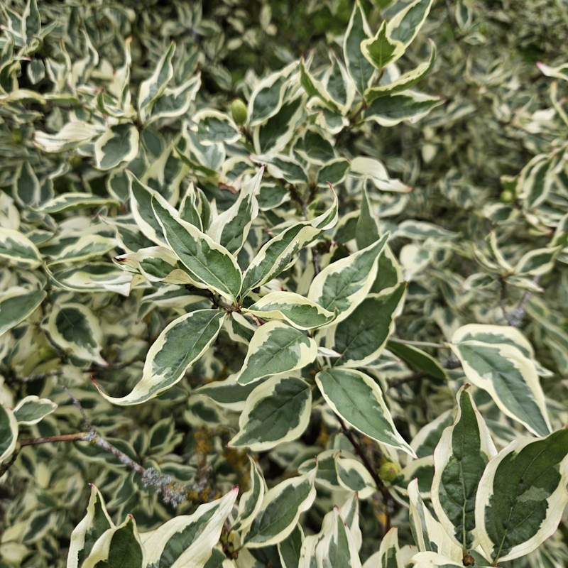 Cornus mas 'Variegata' - variegated leaves in summer on an established tree