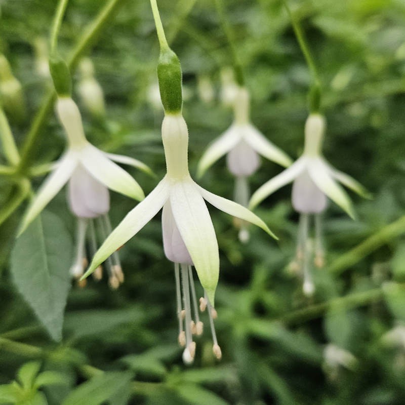 Fuchsia 'Hawkshead' - white flowers in late summer