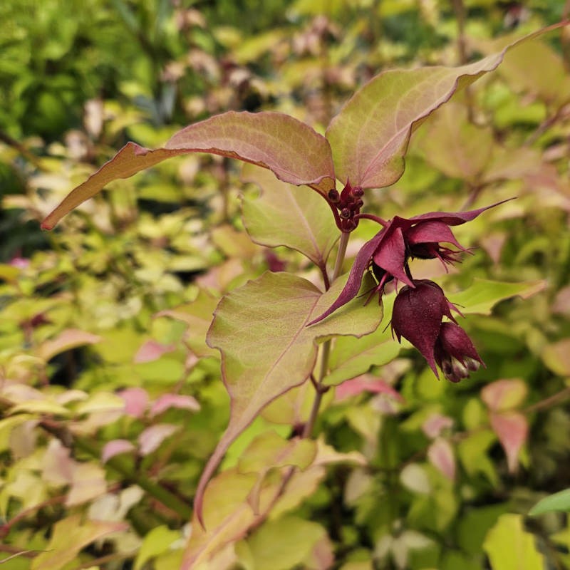 Leycesteria formosa 'Little Lanterns' - golden leaves and flowers in summer