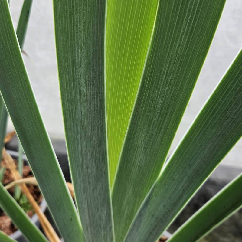 Iris 'Lune et Soleil' - summer leaves