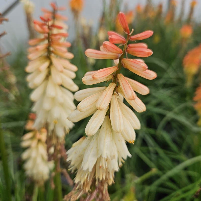 Kniphofia 'Orange Vanilla Popsicle' - flowers in late summer