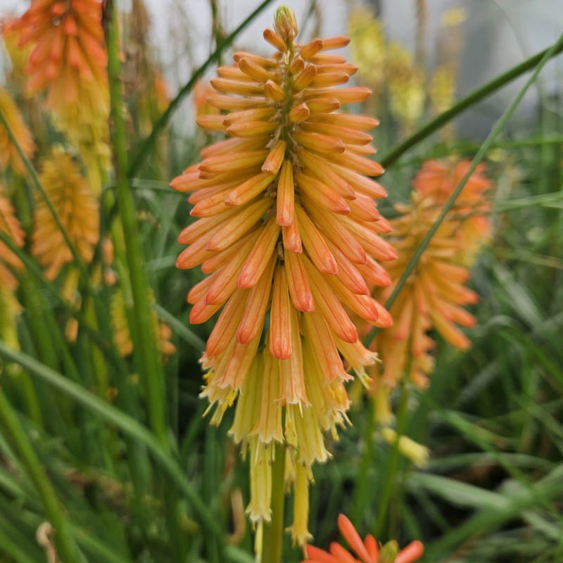 Kniphofia 'Papaya Popsicle' - flowers in late summer