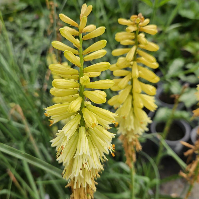 Kniphofia 'Pineapple Popsicle' - flowers in late summer