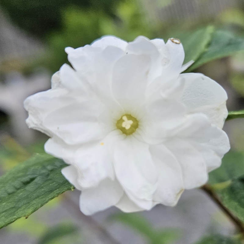 Philadelphus 'Frosty Morn' - flowers in summer