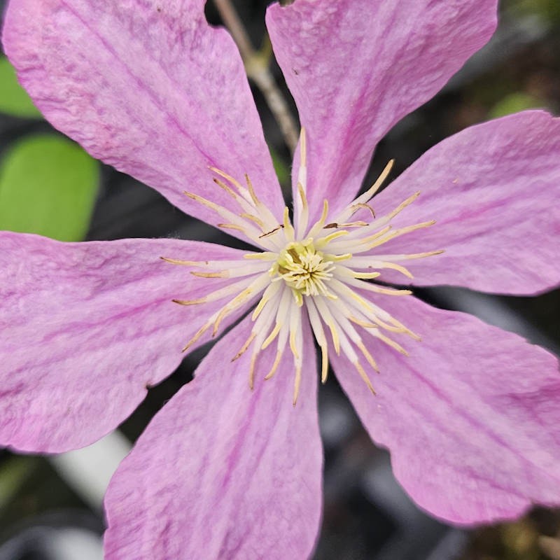 Clematis 'Comtesse de Bouchard' - superb flower display in summer