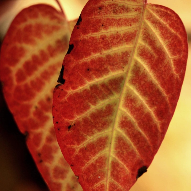 Neoshirakia japonica (syn. Sapium japonicum) - autumn colour