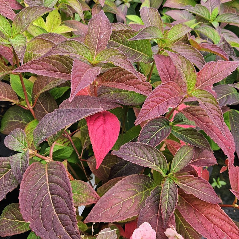 Hydrangea serrata 'Veerle' - autumn colour