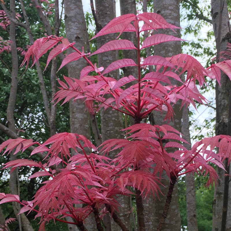 Toona sinensis 'Flamingo' - leaves in Spring